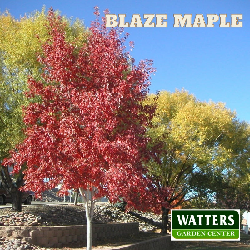 Blaze Maple