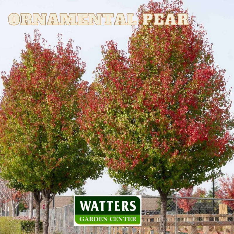 Ornamental Pear