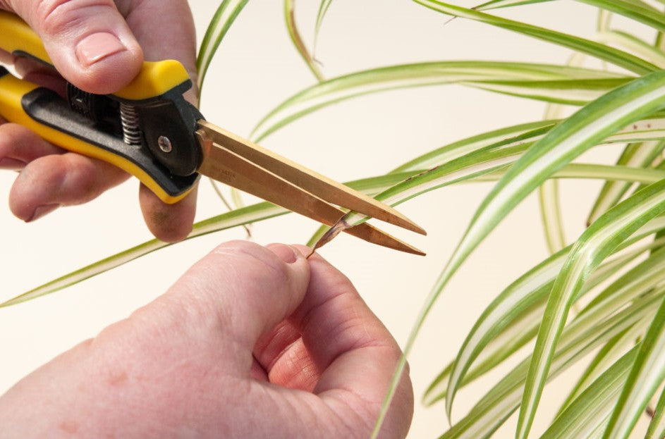 Cutting leaves from houseplants