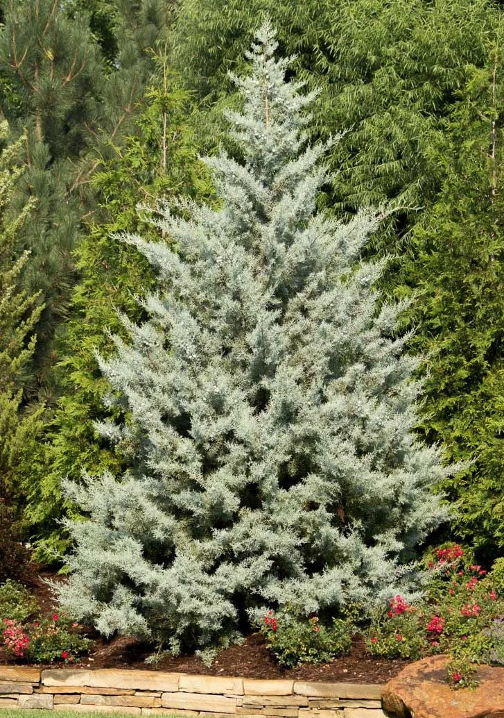 blue cypress tree types