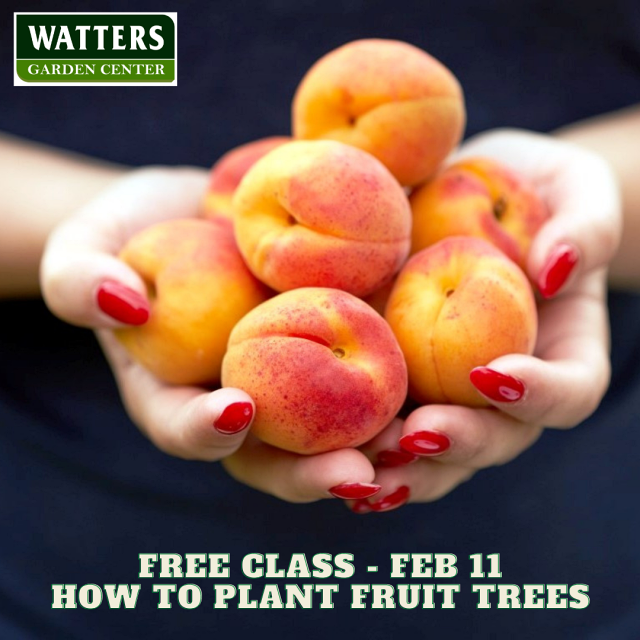 Garden Class Feb 11 How to Plant Fruit Trees