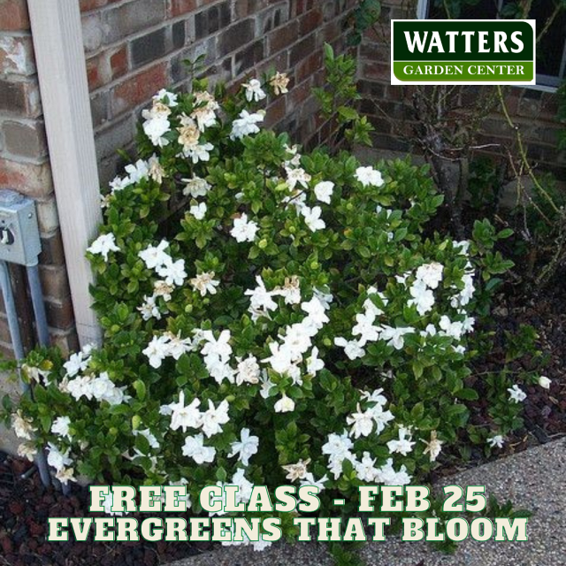 Feb 25 Garden Class Evergreens that Bloom