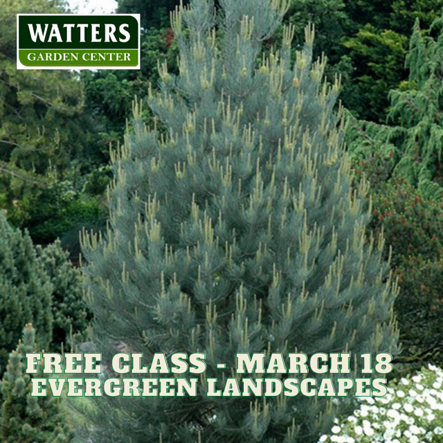 March 18 Garden Class Evergreen Landscapes