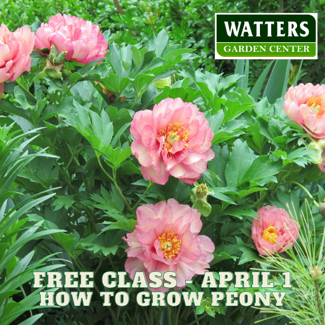 April 1 Garden Class How to Grow Peony
