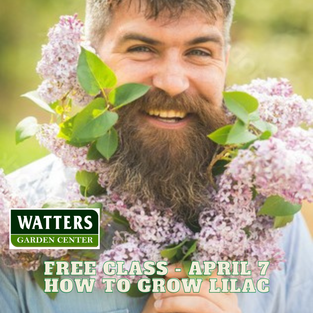 April 7 Garden Class Lilacs and Better Fragrant Gardens