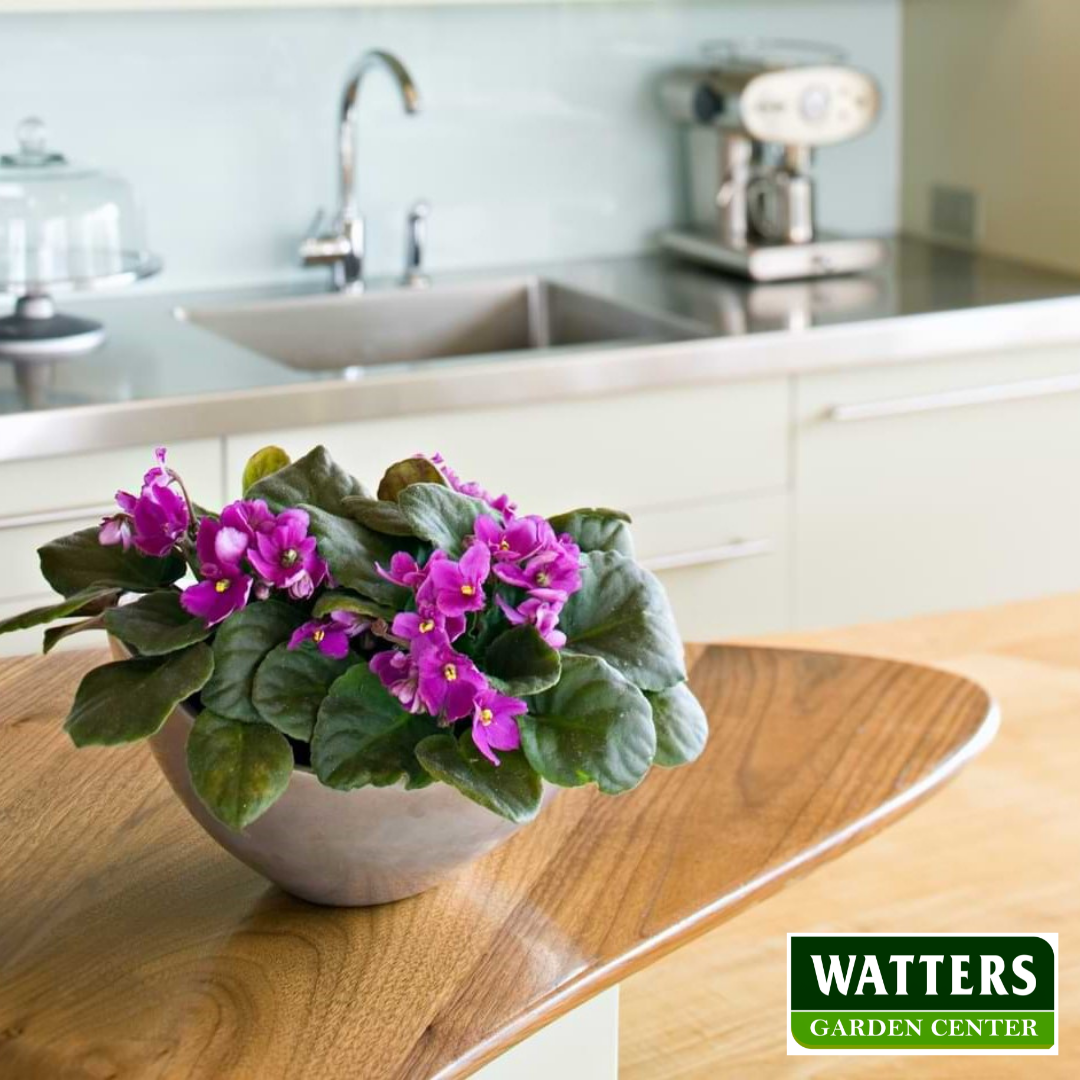 African Violets in a Container on the kitchen counter