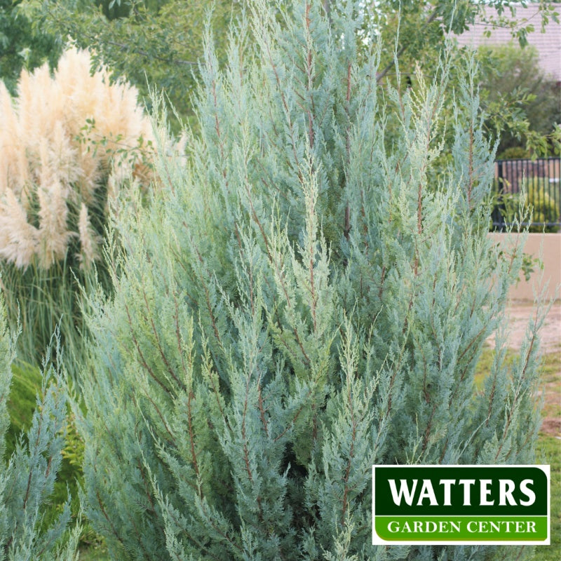 AZ Cypress in the landscape