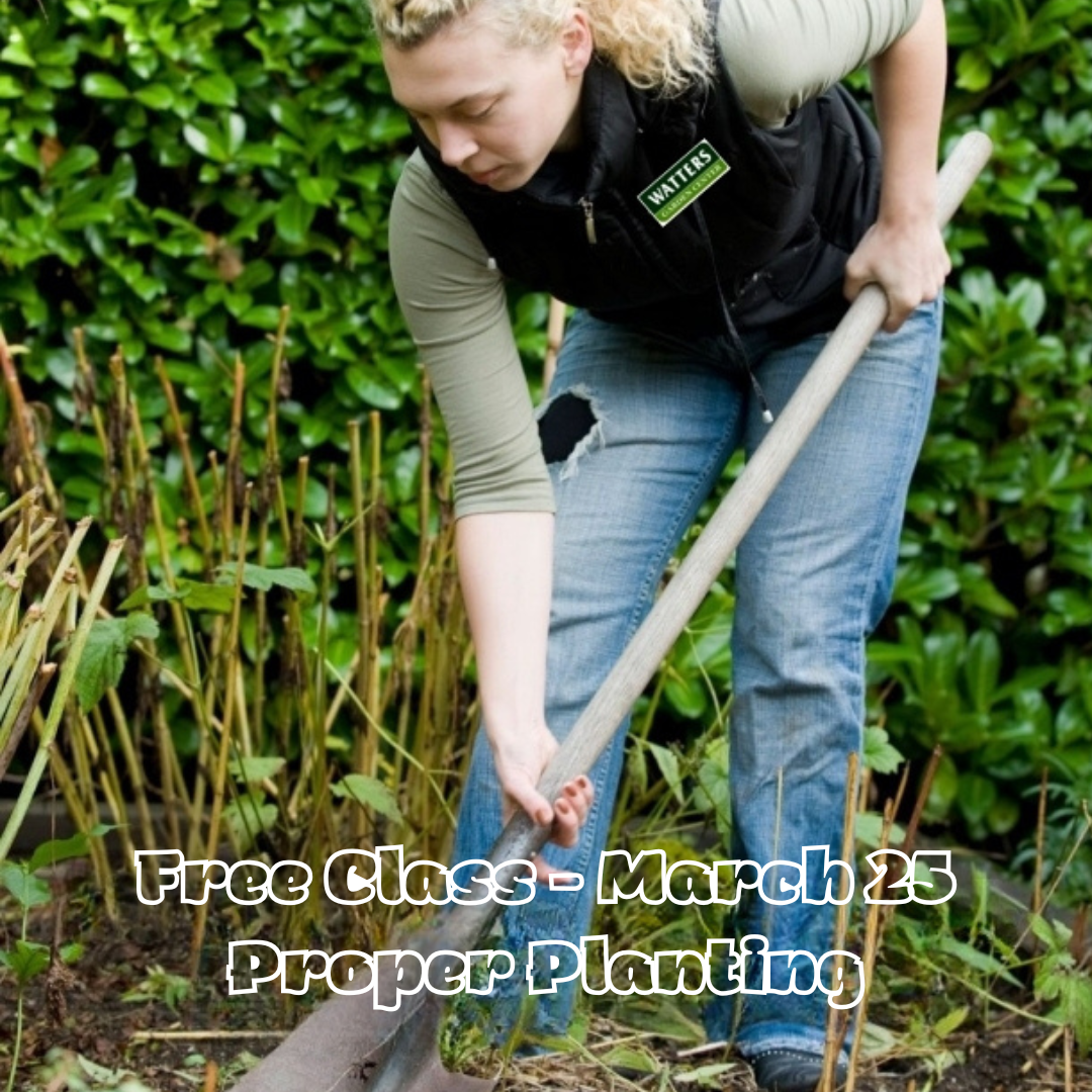 Garden Class March 25 - Proper Planting