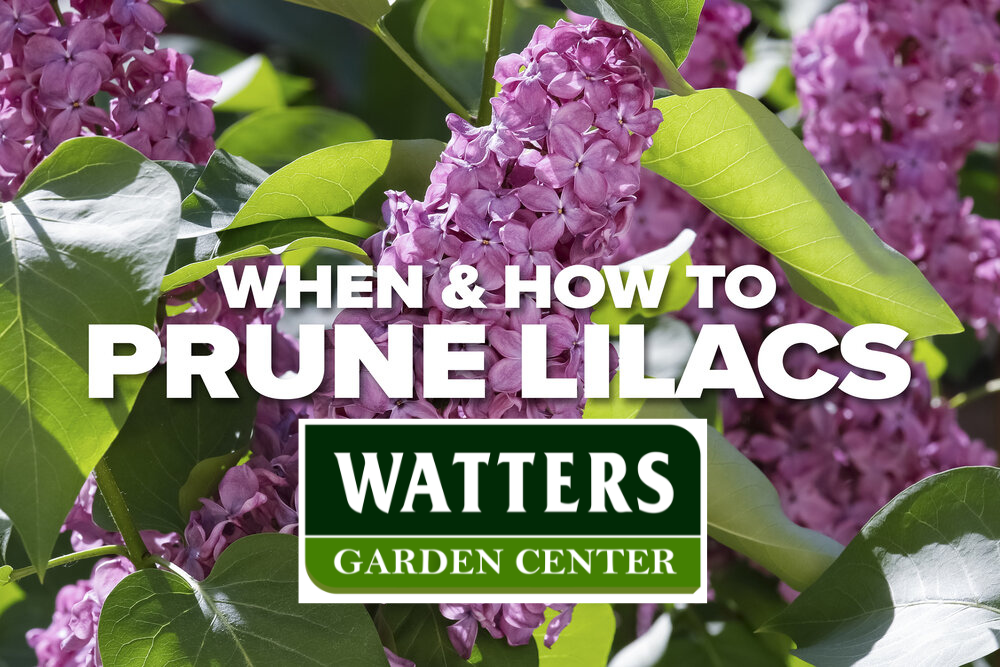 When & How to Prune Lilacs