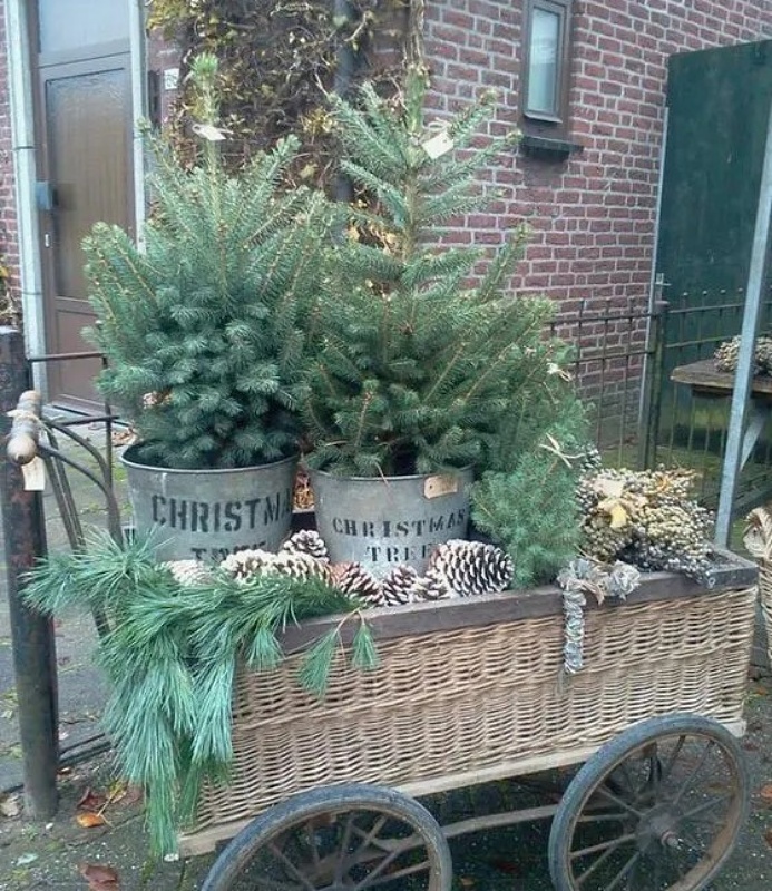 Spruce in a wagon