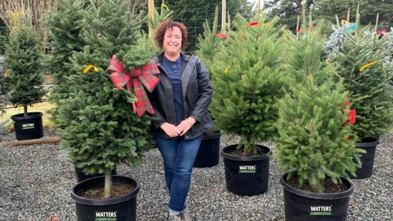 Spruce up the yard with living christmas trees