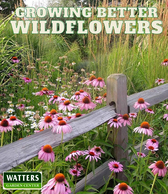 Sowing Perennial Wildflower Seeds For Success