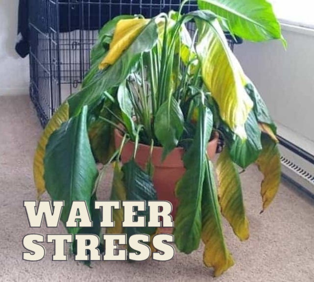 Water Stress