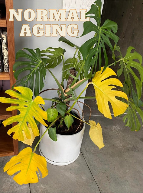 Normal Aging