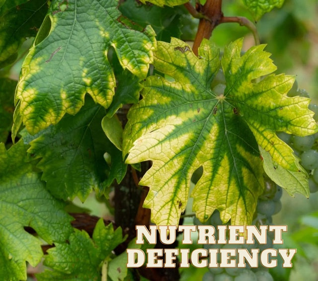 Nutrient Deficiency