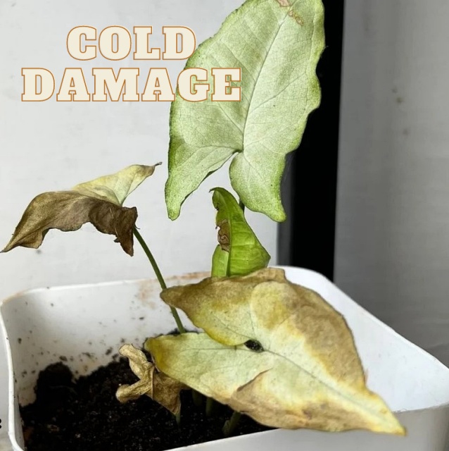 Cold Damage