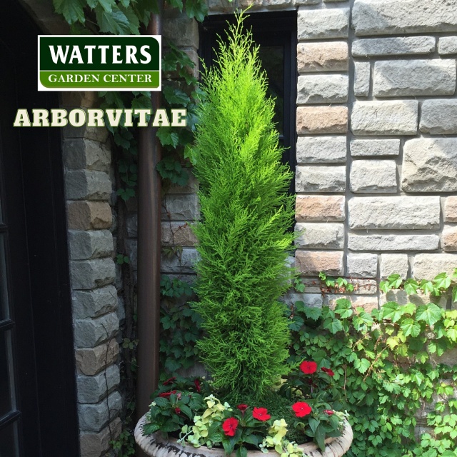 Arborvitae Thuja in a Container by the front door