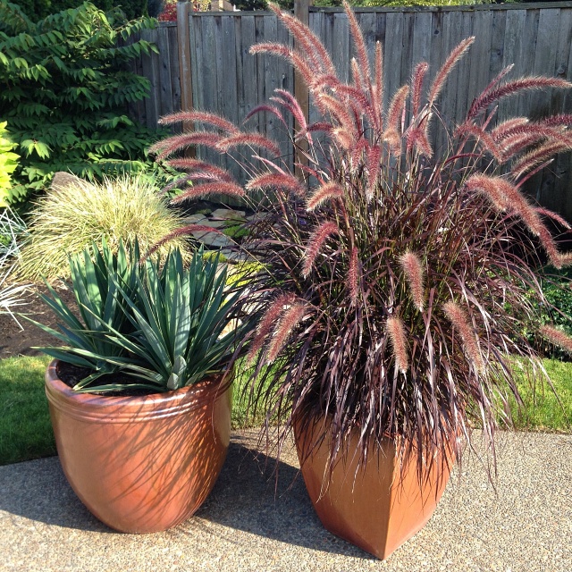 Fountain Grass in Large Container