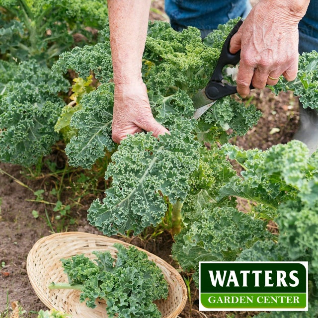 Kale Picked from the Garden