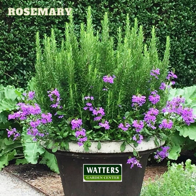 Rosemary in a container