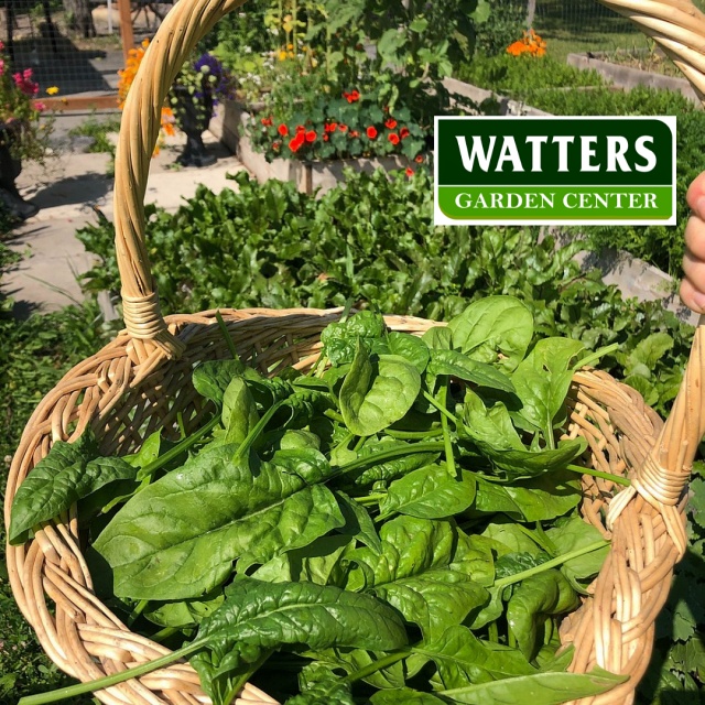 Spinach Harvest in a basket