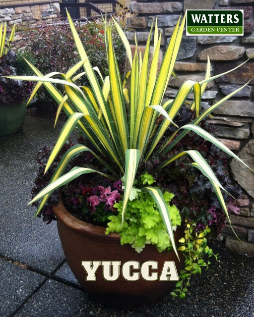 Golden Sword Yucca in a container