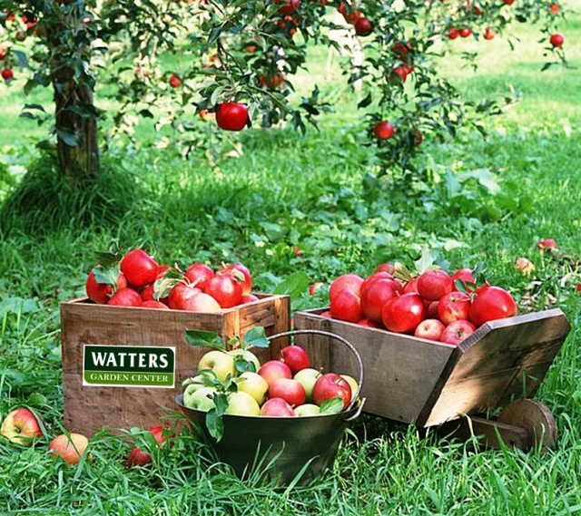 Apples picked in a crate
