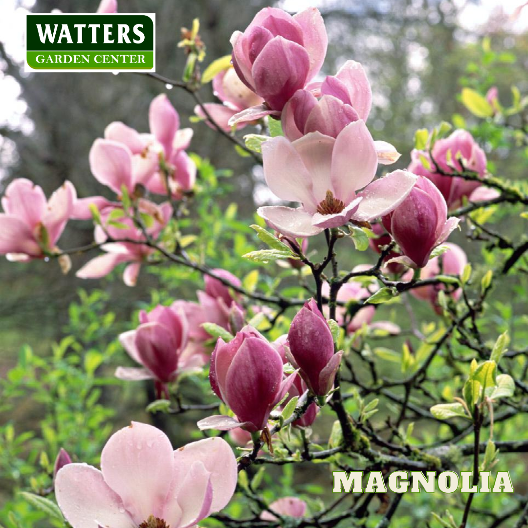 Saucer Magnolia Blossom