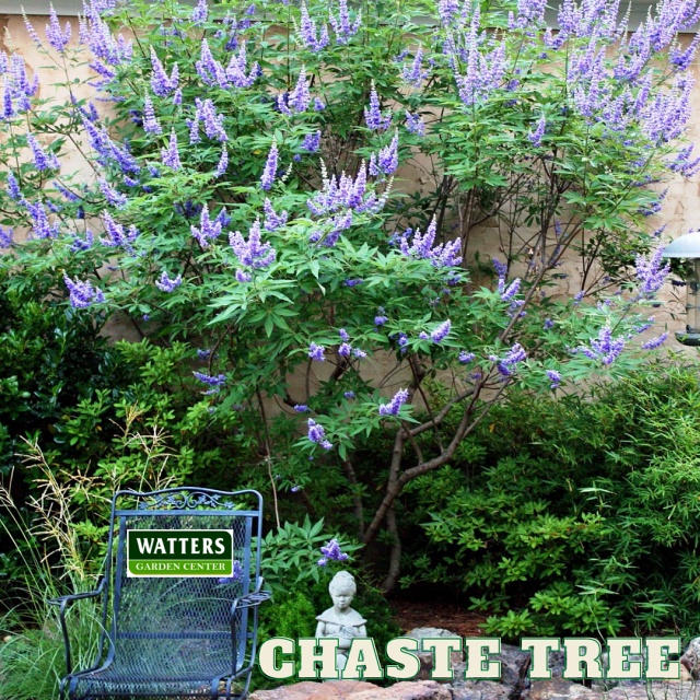 Chaste Tree Vitex in the garden