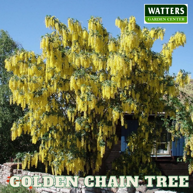 Gold Chain Tree Laburnum in a yard