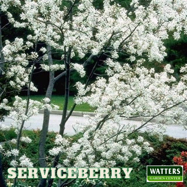 Serviceberry Amelanchier in bloom along a roadway