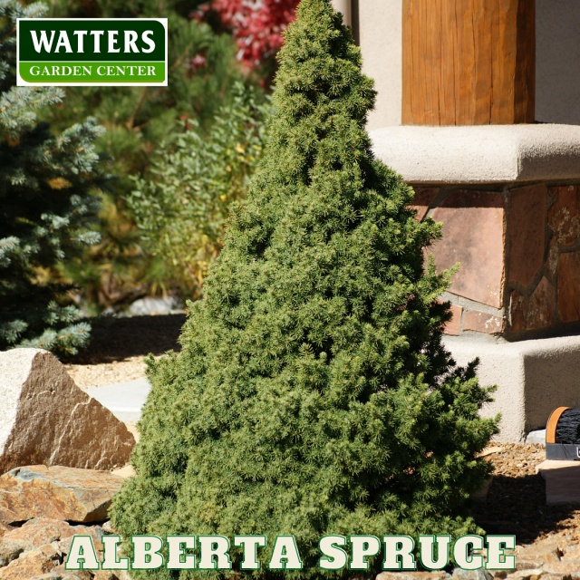Alberta Spruce Picea Glauca in the Landscape