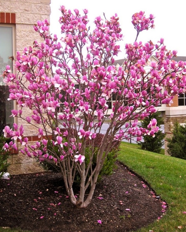 Magnolia in pink bloom