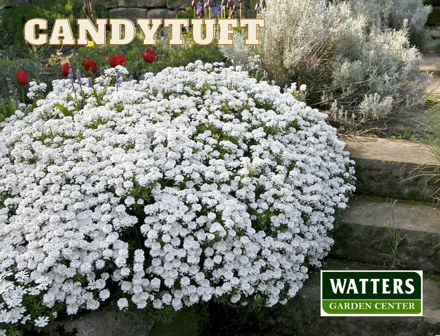 Candytuft Iberis blooming on the garden steps