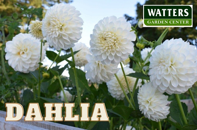 White Dahlia in bloom