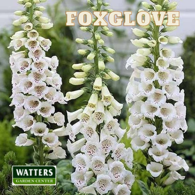 Blooming white Foxglove Digitalis  