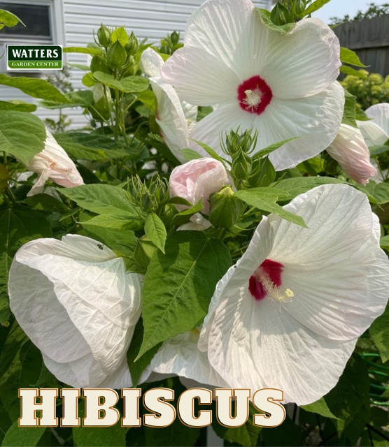 White Hibiscus in bloom