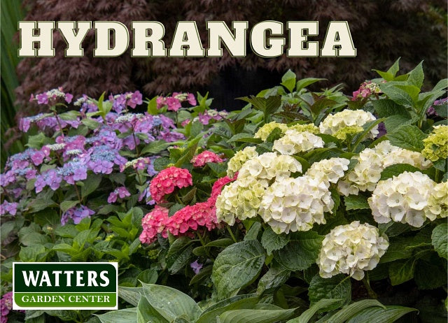 Colorful Hydrangeas blooming in the landscape