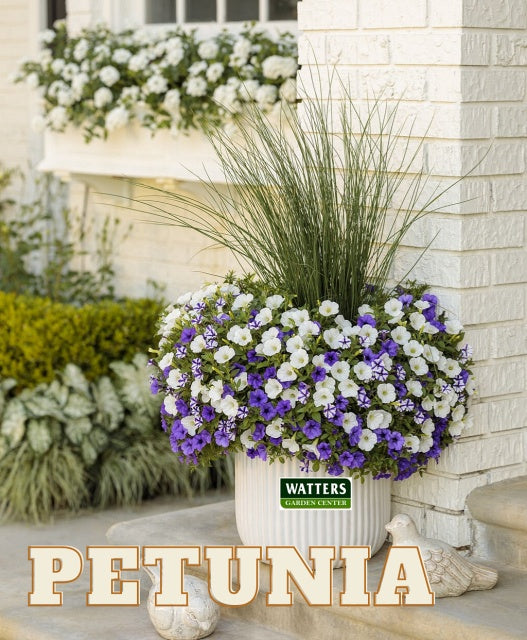 White Petunias in a basket 