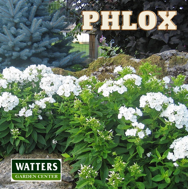 White Phlox in the garden