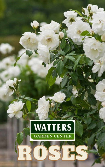 Blooming White Roses  Rosa along a fence