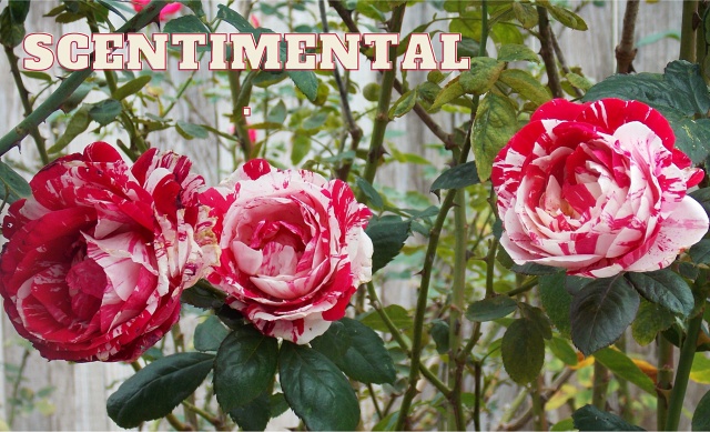 Scentimental Rose on the vine