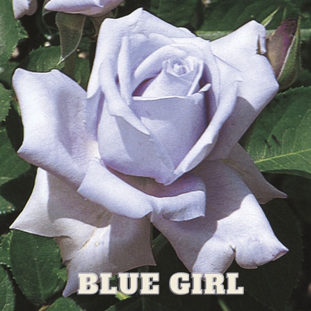 Blue Girl Rose in Bloom
