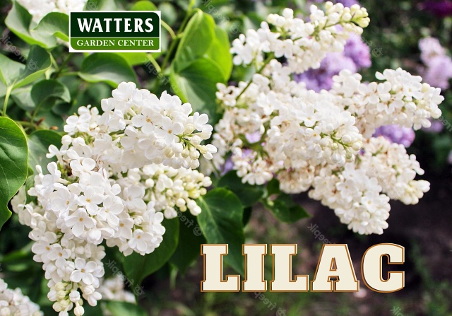 White Lilacs in Bloom