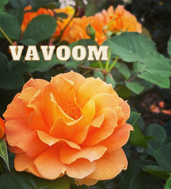 Vavoom Orange Rose on the bush