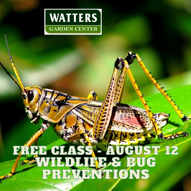 August 12th Class Wildlife and bug prevention