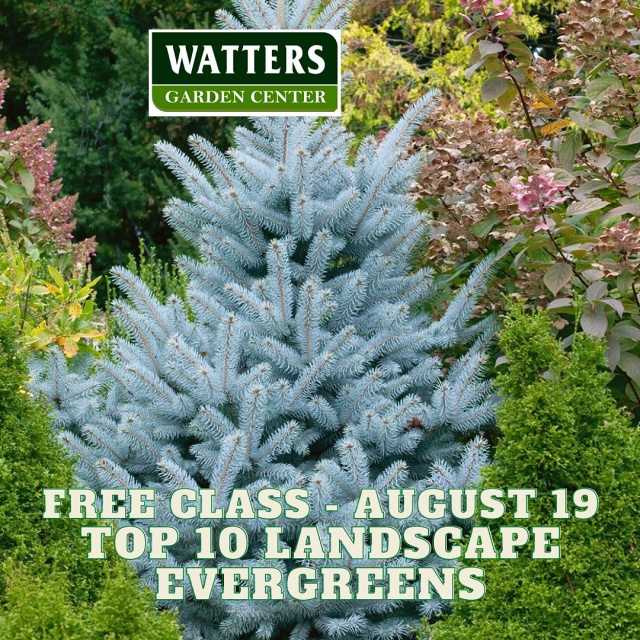 August 19 class Best Evergreens for Mountain Landscapes 