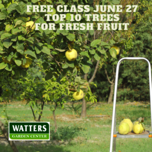 Free Class July 27 Top 10 Trees for Fresh Fruit