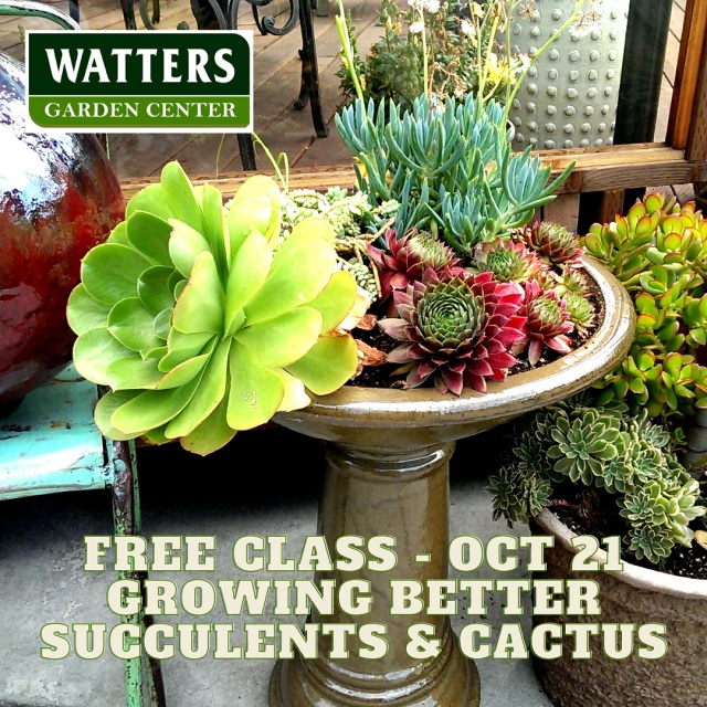 October 21 Class Succulents, Cacti and the Low Maintenance Garden