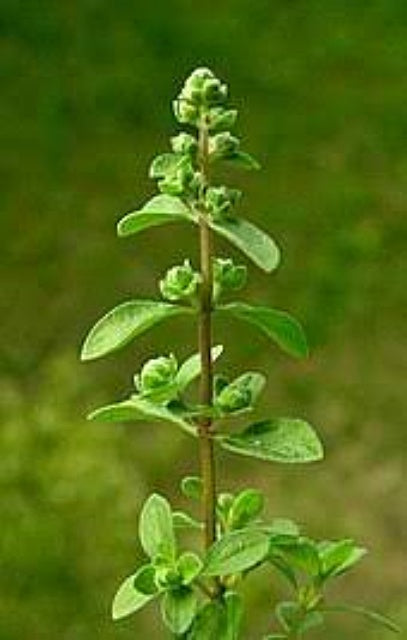 Sweet Marjoram